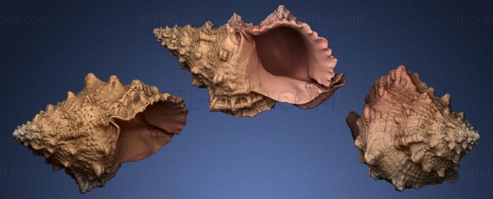 Камни и ракушки Морская раковина 3D_2